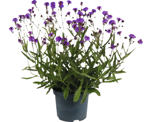Eisenkraut FloraSelf Verbena Polaris Sky Lila Co 3 L Prämierte Sorte