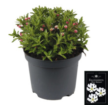 Sternbalsam Pflanze im Topf mit Sortenschild