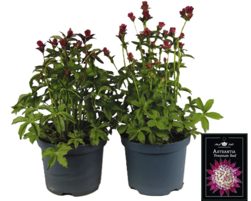 Zwei Astrantia Premium Red Pflanzen in Töpfen.