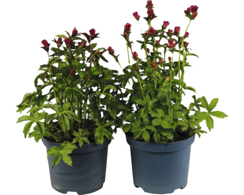 Grosse Sterndolde Mix FloraSelf Astrantia major 'Roma' H 10-50 cm Co 3 L
