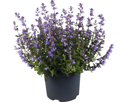 Katzenminze Nepeta x faassenii 'Purrsian Blue' H 10-25 cm Co 3 L