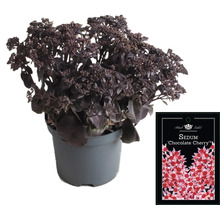 Fetthenne ''Chocolate Cherry'' im Topf mit Pflanzenetikett