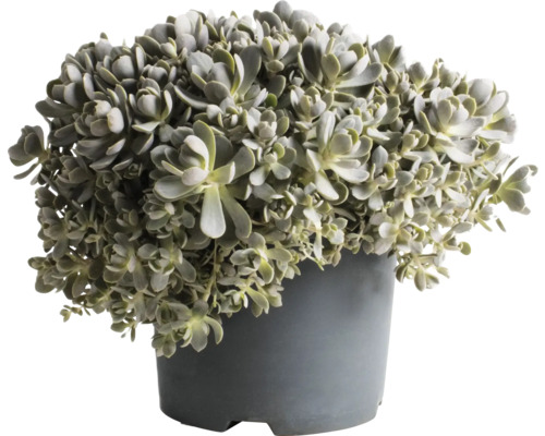 Fettblatt FloraSelf Sedum 'Lidakense' H 5-15 cm Co 3 L