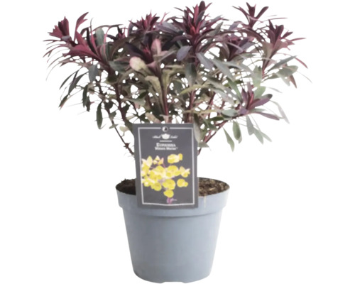 Wolfsmilch FloraSelf Euphorbia amygdaloides ‘Miners Merlot’ H 5-20 cm Ø 15 cm Topf Euphorbia Zimmerpflanze im Topf