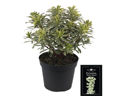 Wolfsmilch Silver Swan im Topf