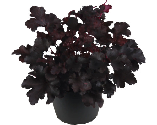 Purpurglökchen FloraSelf Heuchera 'Indian Summer Black' H 5-20 cm Ø 15 cm Topf Heuchera in einem Topf