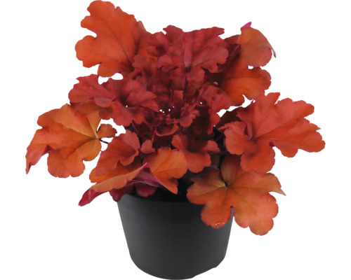 Heuchera Pflanze in einem Topf