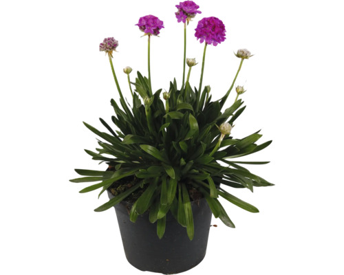 Grasnelke 'Dreameria'® FloraSelf Co 1 L