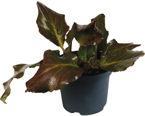 Bergenie FloraSelf Bergenia cordifolia 'Fairy Romance' Co 3 L