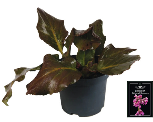 Bergenie Fairytale Romance im Topf
