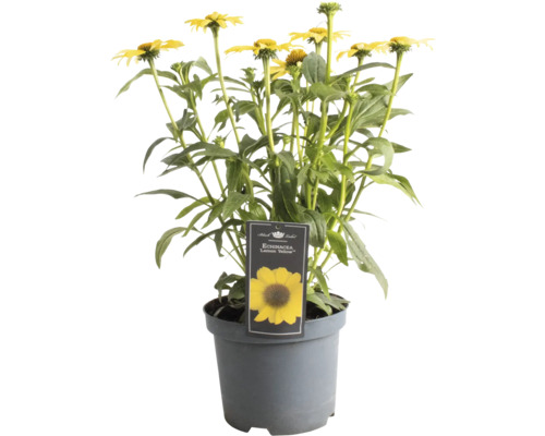 Sonnenhut FloraSelf Echinacea 'Premium Yellow' Co 3 L