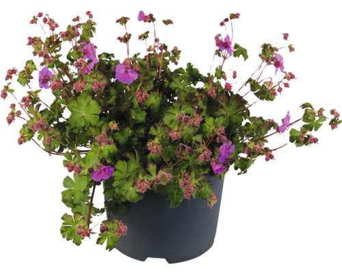 Storchschnabel FloraSelf Geranium Karmina Co 3 L