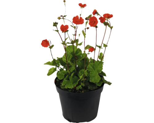 Nelkenwurz FloraSelf Geum coccineum 'Tempo Orange' Co 1 L
