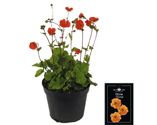 Geum Orange Pflanze im Topf