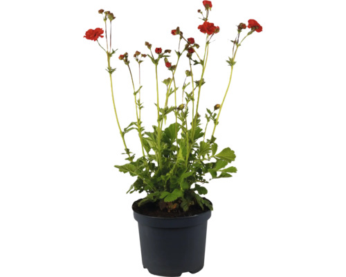 Nelkenwurz FloraSelf Geum 'Scarlet Tempest' Co 3 L