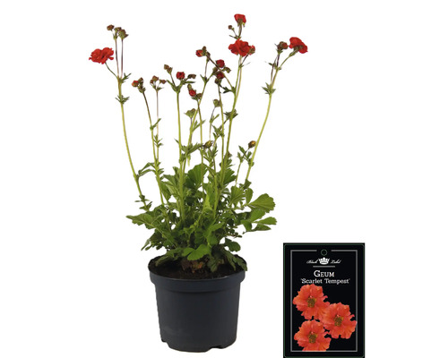 Geum Scarlet Tempest in einem Topf