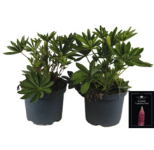Zwei Lupinenpflanzen in Töpfen mit dem Etikett ''Lupinova Pink''