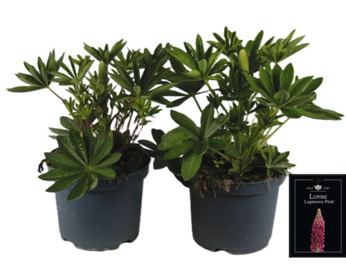 Zwei Lupinenpflanzen in Töpfen mit dem Etikett ''Lupinova Pink''