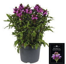 Prunella hybrida Purple Pflanze im Topf