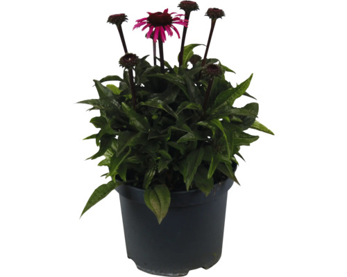 Sonnenhut FloraSelf Echinacea ‘Awake' Co 3 L