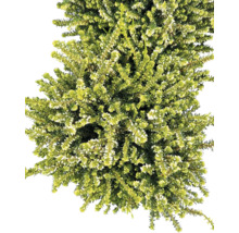 Besenheide mit weißen Blüten