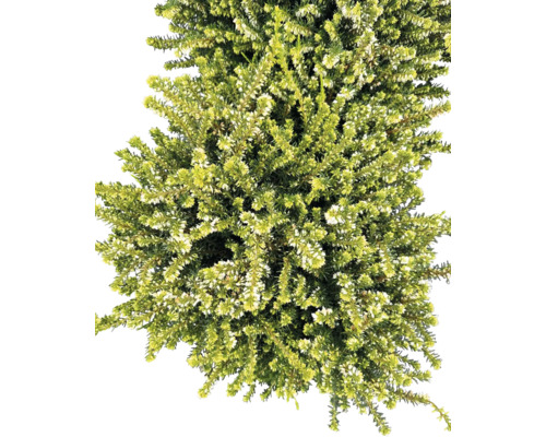 Englische Heide FloraSelf Erica darleyensis Ø 21 cm Schale Besenheide mit weißen Blüten