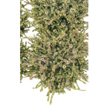 Besenheide mit kleinen violetten Blüten