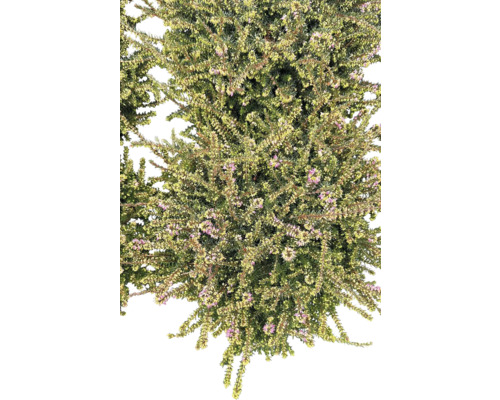 Besenheide mit kleinen violetten Blüten