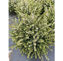 Nahaufnahme einer blühenden Schneeheide Pflanze