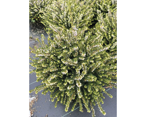 Nahaufnahme einer blühenden Schneeheide Pflanze