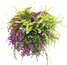 Blühende Besenheide mit violetten, grünen und weißen Blüten