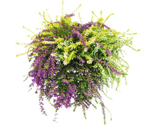 Besenheide Trio FloraSelf Calluna vulgaris Gardengirls® 'Rasta Girls' Ø 13 cm Topf Blühende Besenheide mit violetten, grünen und weißen Blüten