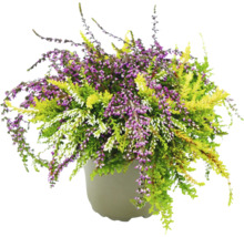 Besenheide im Topf mit lila, grünen und weißen Blüten