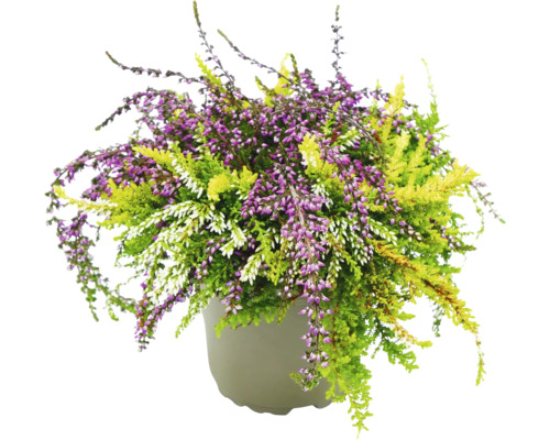 Besenheide im Topf mit lila, grünen und weißen Blüten