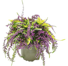 Topf mit Heidekrautpflanzen