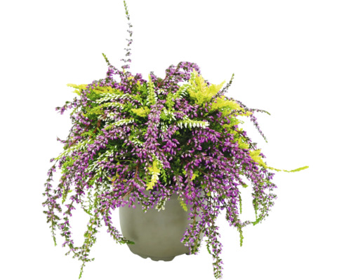 Topf mit Heidekrautpflanzen