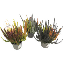 Drei Topfheiden Pflanzen im Topf