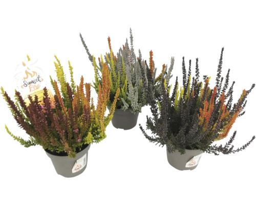 Drei Topfheiden Pflanzen im Topf