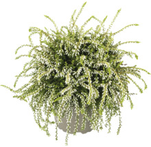 Besenheide in einem Topf