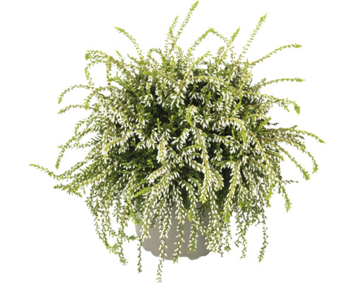 Besenheide in einem Topf