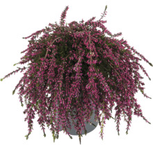 Topf mit Erika Pflanze mit Blüte