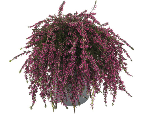 Besenheide FloraSelf Calluna vulgaris Gardengirls® 'Rasta Girls' Ø 12 cm Topf Topf mit Erika Pflanze mit Blüte