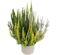 Heidekraut-Pflanze im Topf