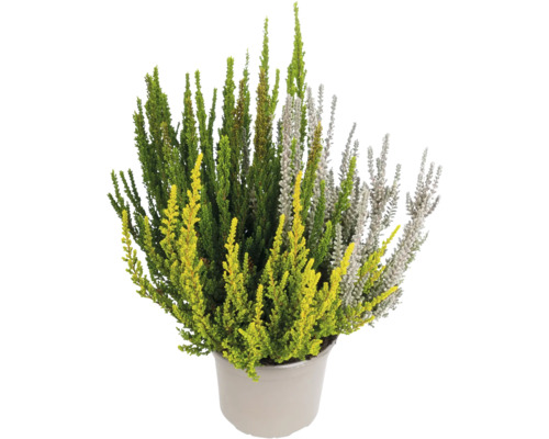 Heidekraut-Pflanze im Topf