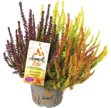 Besenheide Sunset Fire im Topf mit Produktanhänger