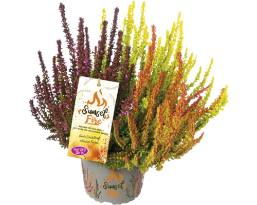 Besenheide Sunset Fire im Topf mit Produktanhänger