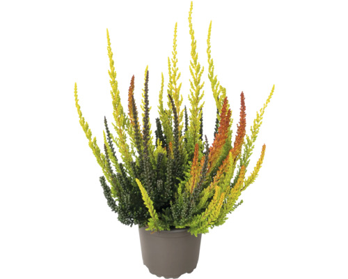Besenheide Trio FloraSelf Calluna vulgaris Gardengirls® 'Sunset Fire' Ø 11 cm Topf Besenheide im Topf