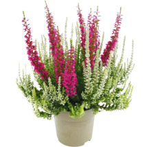 Topf mit Heidekrautpflanzen mit grünen, weißen und pinkfarbenen Blüten