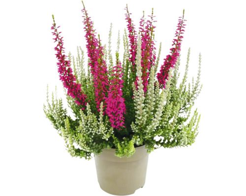 Knospenheide FloraSelf Calluna vulgaris Gardengirls® 'Fluffy Kiss' Ø 11 cm Topf Topf mit Heidekrautpflanzen mit grünen, weißen und pinkfarbenen Blüten