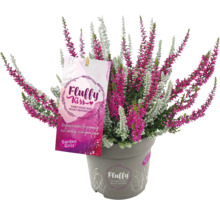Topf mit Erika-Doppelpackung samtiger Heide Fluffy Kiss
